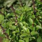 30 PCS Seeds Fragrant Demure Thai Basil with a Licorice Accent Herb