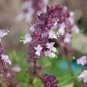 30 PCS Seeds Fragrant Demure Thai Basil with a Licorice Accent Herb