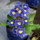200 PCS Seeds Fragrant Evening Primrose Seeds Dark Blue Flowers with Yellow Centre 200 PCS Seeds Fragrant Evening Primrose Seeds Dark Blue Flowers with Yellow Centre