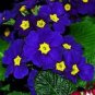 200 PCS Seeds Fragrant Evening Primrose Seeds Dark Blue Flowers with Yellow Centre