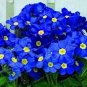 200 PCS Seeds Fragrant Evening Primrose Seeds Dark Blue Flowers with Yellow Centre