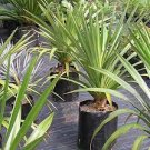 50 PCS Seeds Fragrant Grass Annual Pandan Flower Potted Fragrant Spices DIY Home Garden Bonsai Plant