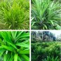 50 PCS Seeds Fragrant Grass Annual Pandan Flower Potted Fragrant Spices DIY Home Garden Bonsai Plant