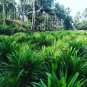 50 PCS Seeds Fragrant Grass Annual Pandan Flower Potted Fragrant Spices DIY Home Garden Bonsai Plant