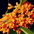 20 PCS Seeds Fragrant Osmanthus Seeds Sweet Olive Tree