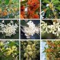 20 PCS Seeds Fragrant Osmanthus Seeds Sweet Olive Tree