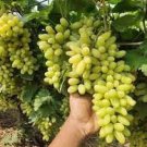 10 PCS Seeds Fragrant Sweet Green Grape Organic