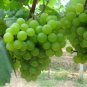 10 PCS Seeds Fragrant Sweet Green Grape Organic