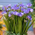 100 PCS Seeds Freesia