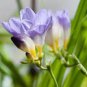 100 PCS Seeds Freesia