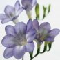 100 PCS Seeds Freesia