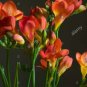 100 PCS Seeds Freesia