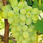 100 PCS Seeds Fragrant Sweet Green Grape Organic