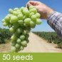 100 PCS Seeds Fragrant Sweet Green Grape Organic
