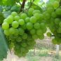 100 PCS Seeds Fragrant Sweet Green Grape Organic