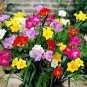 200 PCS Seeds Freesia Bonsai Garden Freesia Bulbs Flower Bonsai Flower