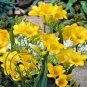 200 PCS Seeds Freesia Bonsai Garden Freesia Bulbs Flower Bonsai Flower