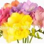 200 PCS Seeds Freesia Bonsai Garden Freesia Bulbs Flower Bonsai Flower
