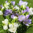 20 PCS Seeds Freesia Flower Purple Flowers