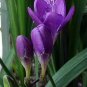 20 PCS Seeds Freesia Flower Purple Flowers