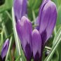 20 PCS Seeds Freesia Flower Purple Flowers