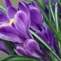 20 PCS Seeds Freesia Flower Purple Flowers