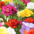 20 PCS Seeds Freesia Flower Rose Pink Flowers