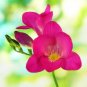 20 PCS Seeds Freesia Flower Rose Pink Flowers