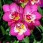 20 PCS Seeds Freesia Flower Rose Pink Flowers