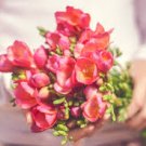100 PCS Seeds Freesia Flower Rose Purple Flowers