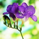 20 PCS Seeds Freesia Flower Seeds Purple Flowers 20 PCS Seeds Freesia Flower Seeds Purple Flowers