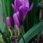 20 PCS Seeds Freesia Flower Seeds Purple Flowers