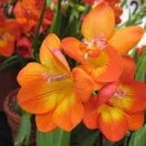 100 PCS Seeds Freesia Plant Flowers Orchid Freesia Flower Plants