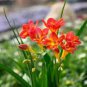 100 PCS Seeds Freesia Plant Flowers Orchid Freesia Flower Plants
