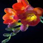 100 PCS Seeds Freesia Plant Flowers Orchid Freesia Flower Plants