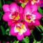 100 PCS Seeds Freesias Bonsai Gorgeous Colorful & Fragrant Plants Cut Orchid