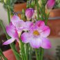 100 PCS Seeds Freesias Bonsai Gorgeous Colorful & Fragrant Plants Cut Orchid