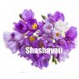 100 PCS Seeds Freesias Bonsai Gorgeous Colorful & Fragrant Plants Cut Orchid