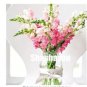 100 PCS Seeds Freesias Bonsai Gorgeous Colorful & Fragrant Plants Cut Orchid