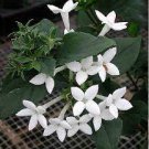 50 PCS Seeds French Bouvardia Longiflora Flower Shrub Bush Plant