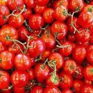 300 PCS Seeds French Liz Red Long Tomato 300 PCS Seeds French Liz Red Long Tomato