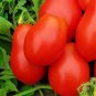 300 PCS Seeds French Liz Red Long Tomato