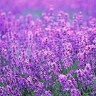 200 PCS Seeds French Provence Lavender