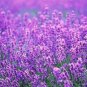 200 PCS Seeds French Provence Lavender