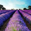 100 PCS Seeds French Provence Lavender Bonsai Purple Flower 100 PCS Seeds French Provence Lavender Bonsai Purple Flower
