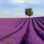 100 PCS Seeds French Provence Lavender Bonsai Purple Flower