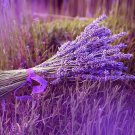100 PCS Seeds French Provence Lavender Bonsai Very Fragrant Organic Lavender Plant 100 PCS Seeds French Provence Lavender Bonsai Very Fragrant Organic Lavender Plant