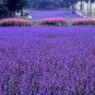 100 PCS Seeds French Provence Lavender Bonsai Very Fragrant Organic Lavender Plant