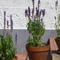 100 PCS Seeds French Provence Lavender Bonsai Very Fragrant Organic Lavender Plant