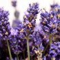 100 PCS Seeds French Provence Lavender Bonsai Very Fragrant Organic Lavender Plant
